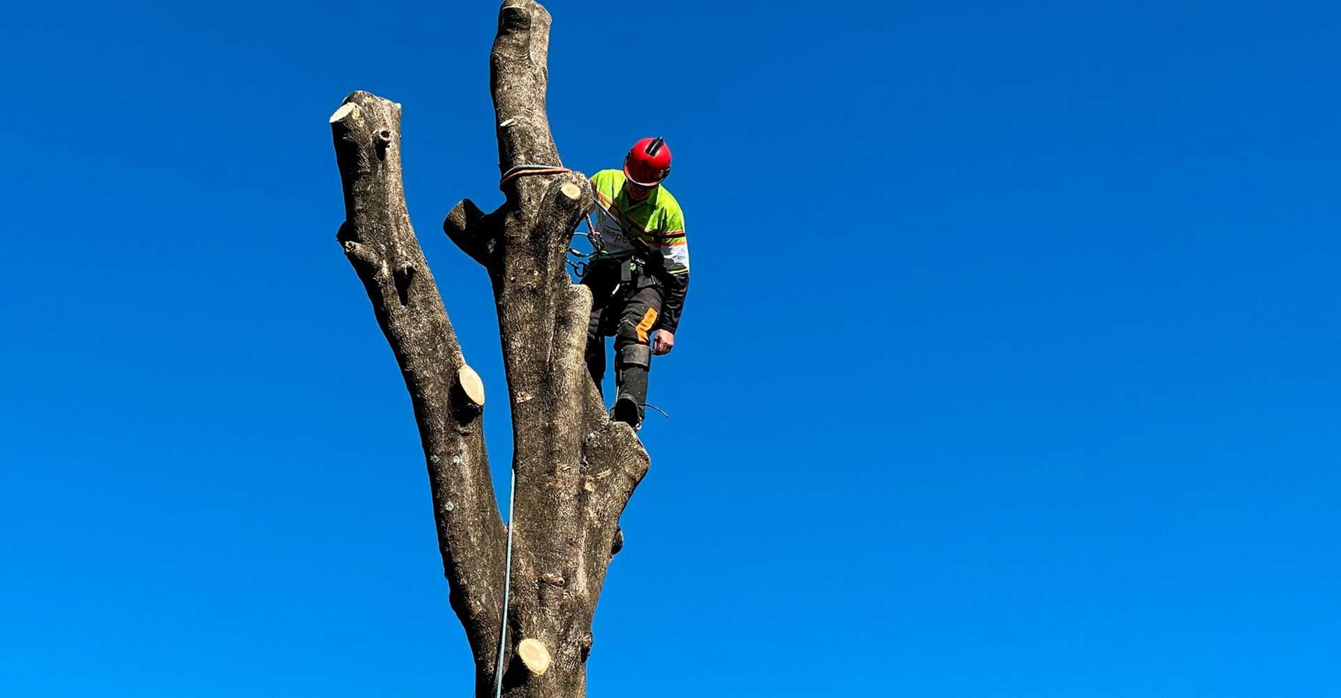 Tree Lopping