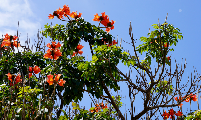 Tree Removal Brisbane