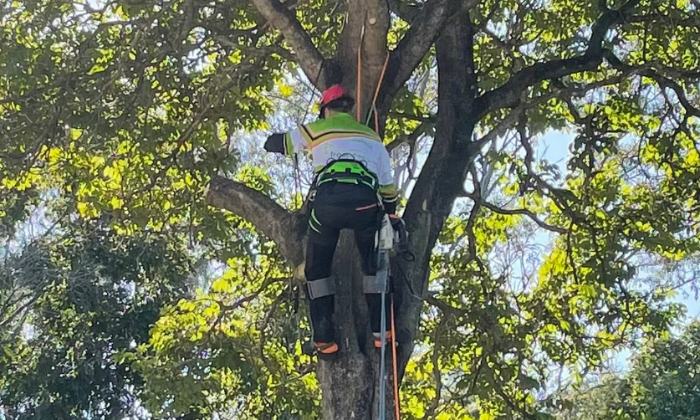 Tree Trimming 