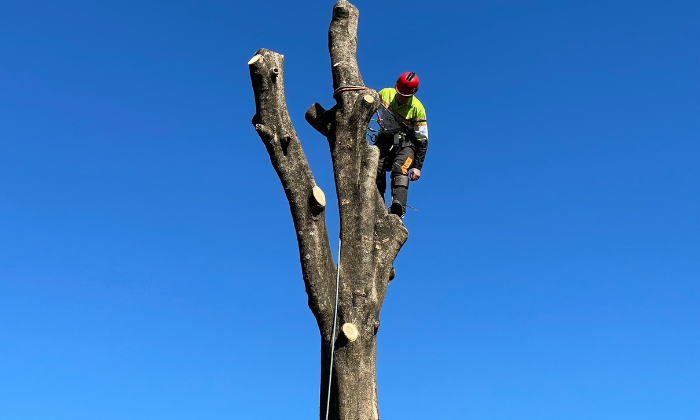 arborist