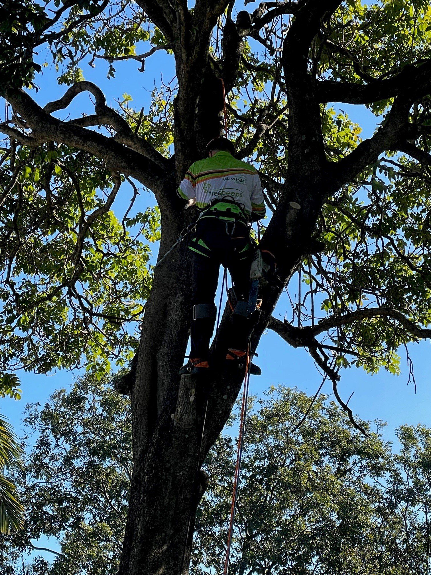 tree lopper brisbane