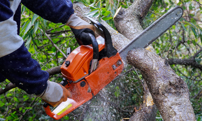 Tree Removal Wynnum