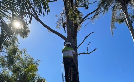 Tree lopping Services Brisbane