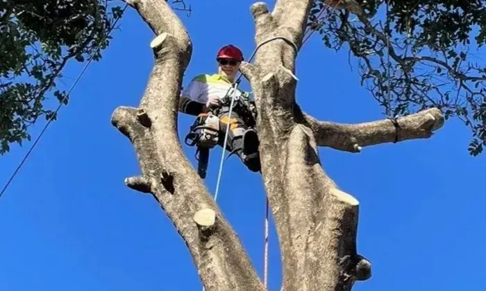 tree loppers logan city