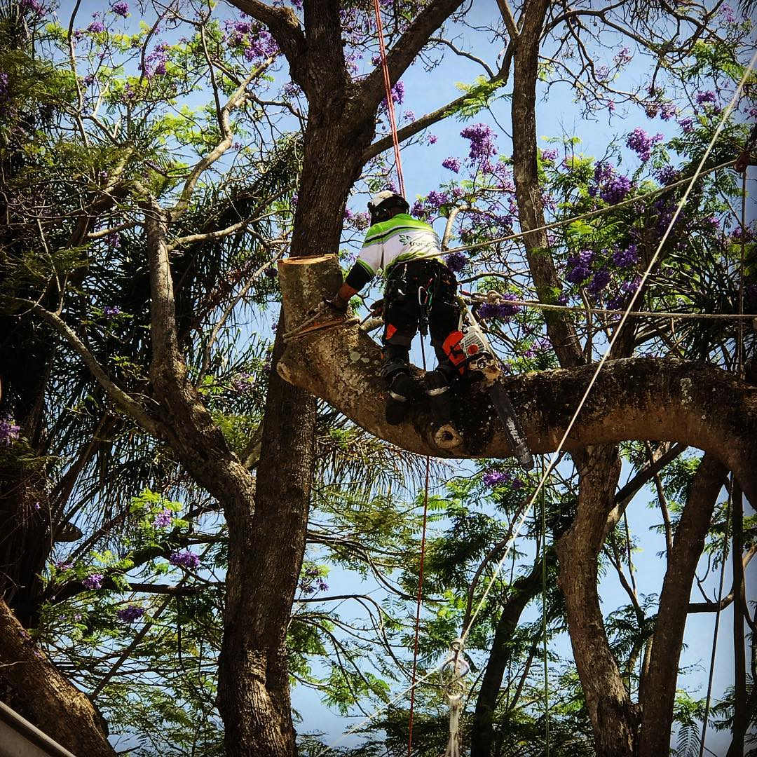 Tree Trimming Services Brisbane