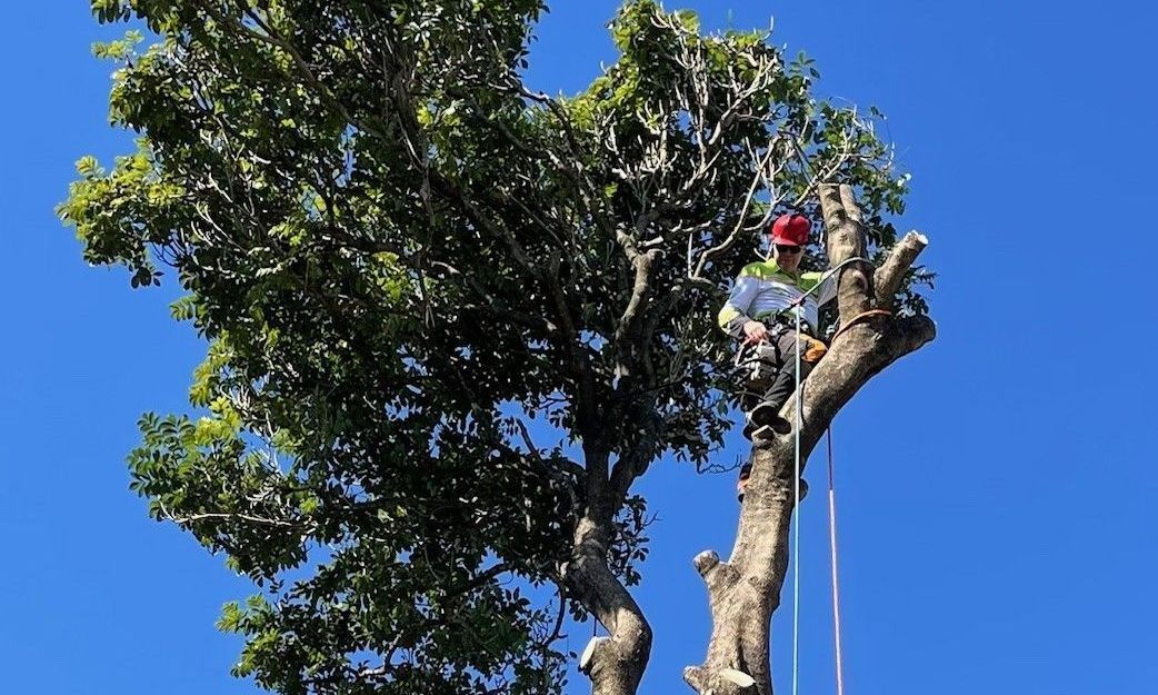 Tree Removal albion