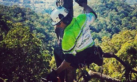 arborist report algester