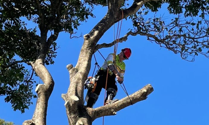 Tree Trimming & Pruning