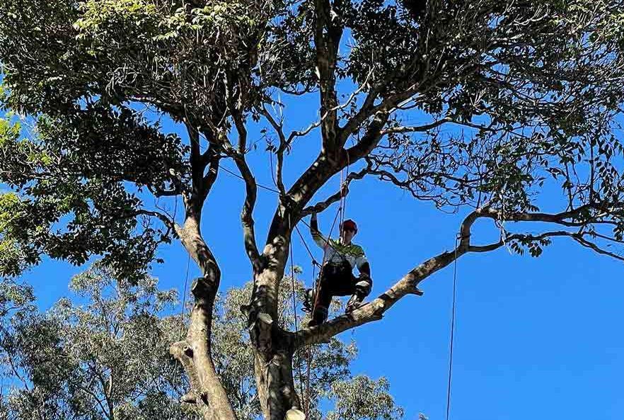 How Much Do Tree Loppers Charge? Factors That Affect The Cost