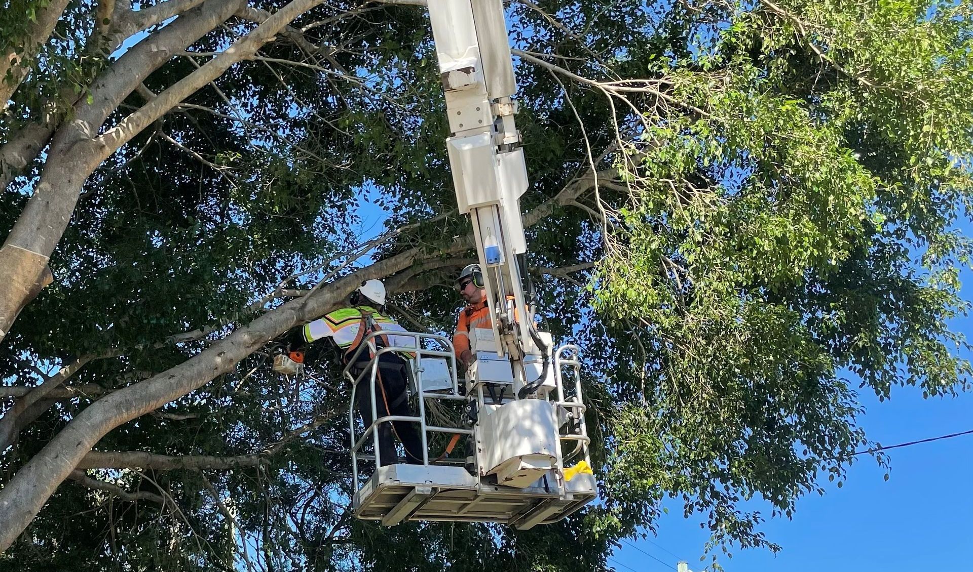 tree-lopper-jimboomba