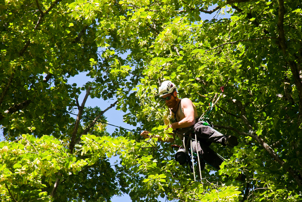 certified arborist near me