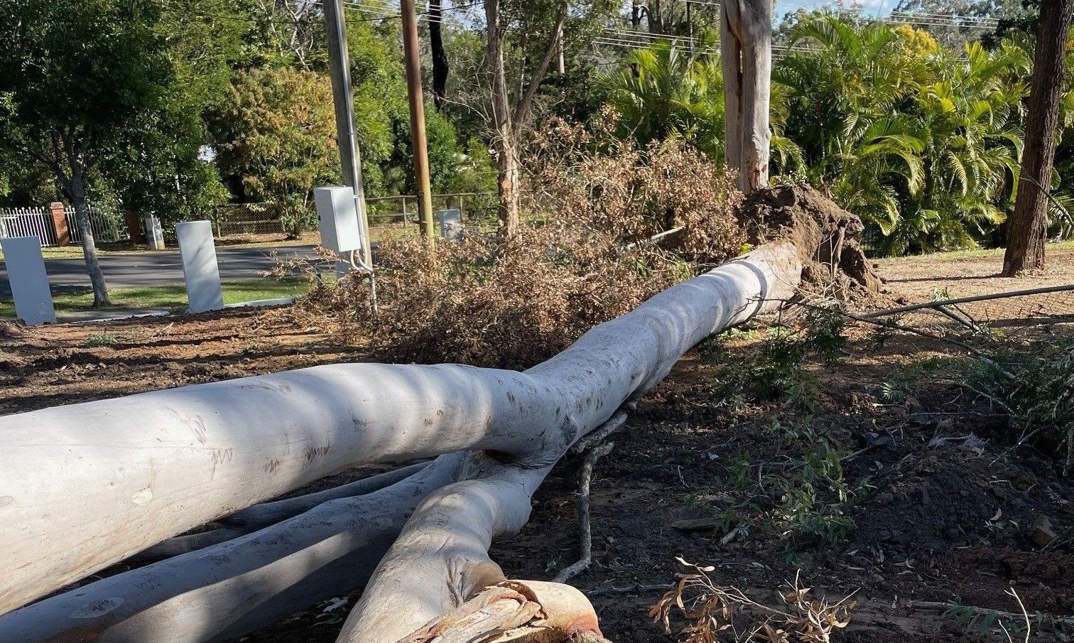 Tree Removal