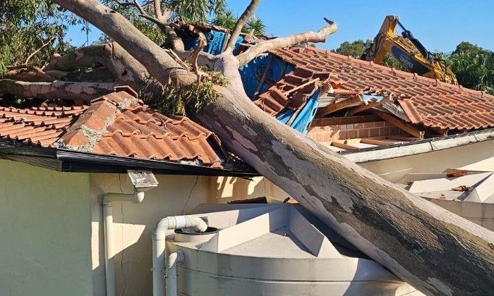 emergency tree removal wynnum