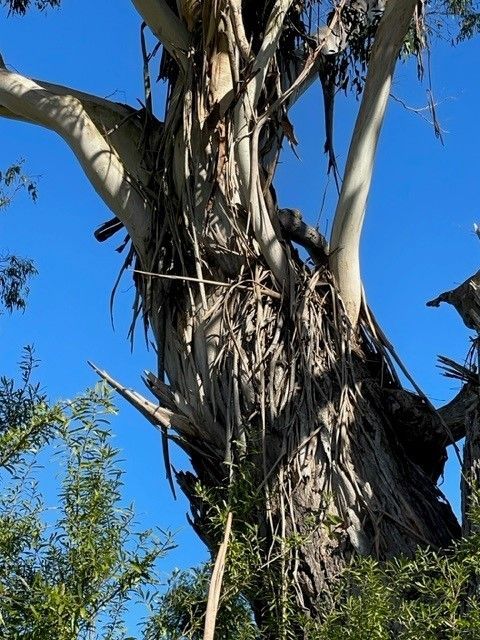 Gum Tree Removal Brisbane