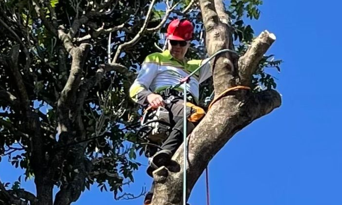 Tree Removal Highgate Hill