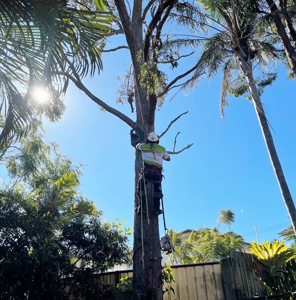 treepeeps-gallery-06