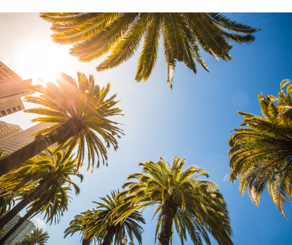 Palm Tree Removal