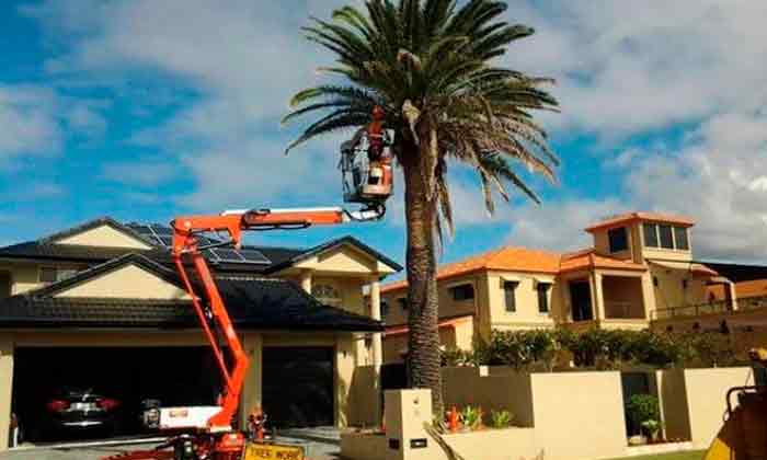 Palm Tree Cleaning Logan