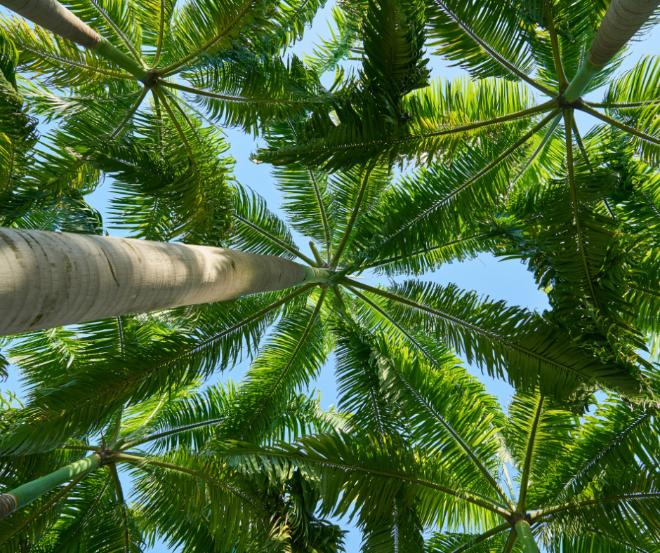 Palm Tree Removal Brisbane