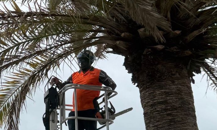 palm tree removal