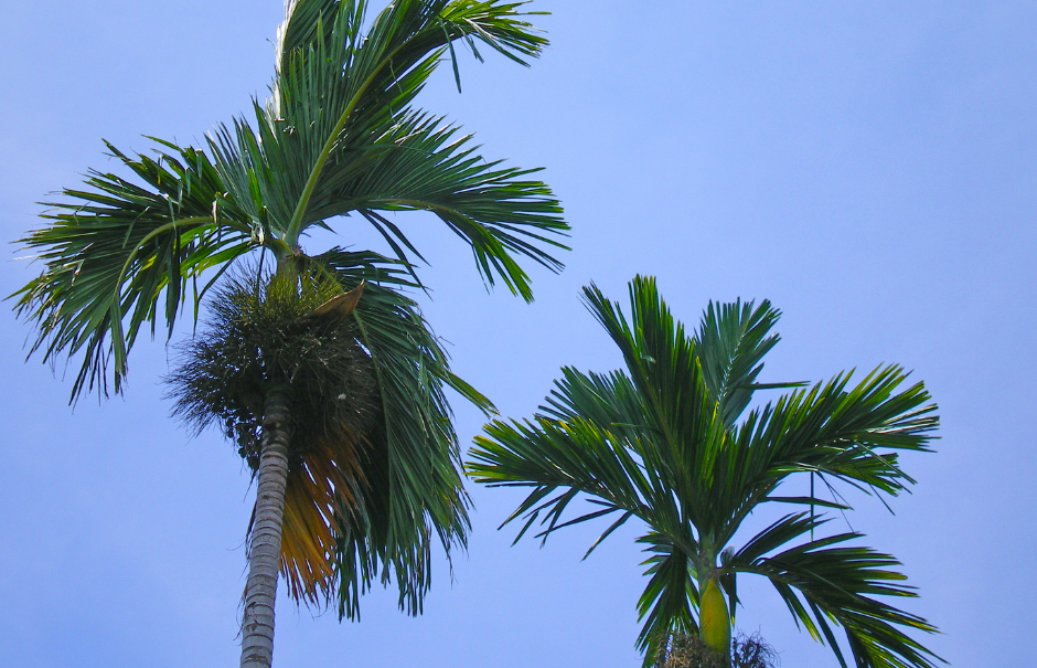 Palm Tree Cleaning