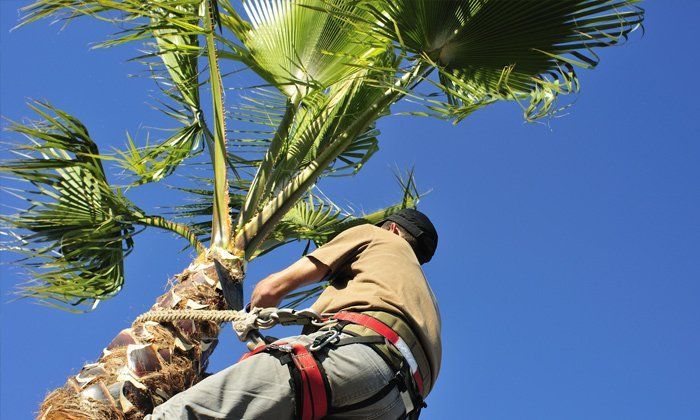 Palm tree removal brisbane