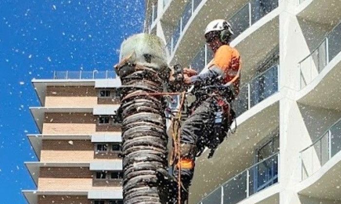 Palm Tree removal