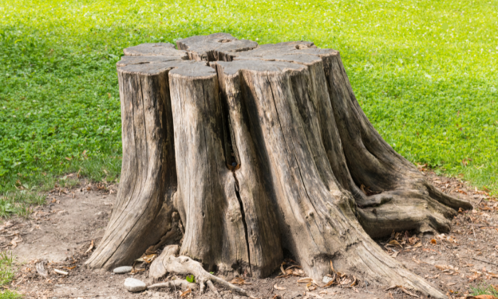 Stump Removal  Gold Coast