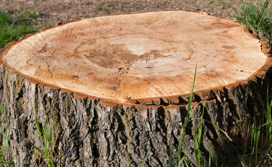 Stump Removal