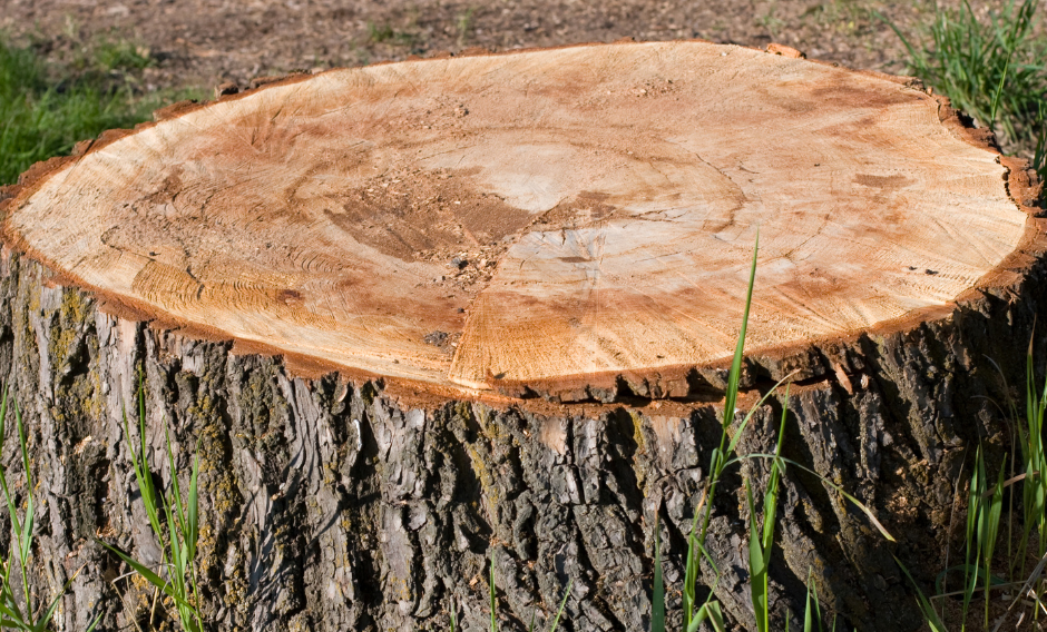 Stump grinding