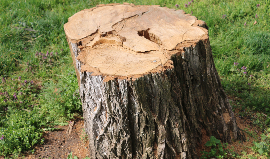 Stump Removal