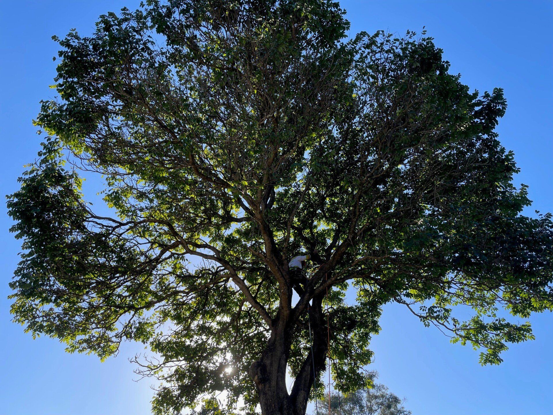 What Is Tree Shaping And What Are The Benefits?