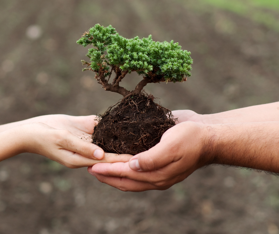 Tree Removal Brisbane