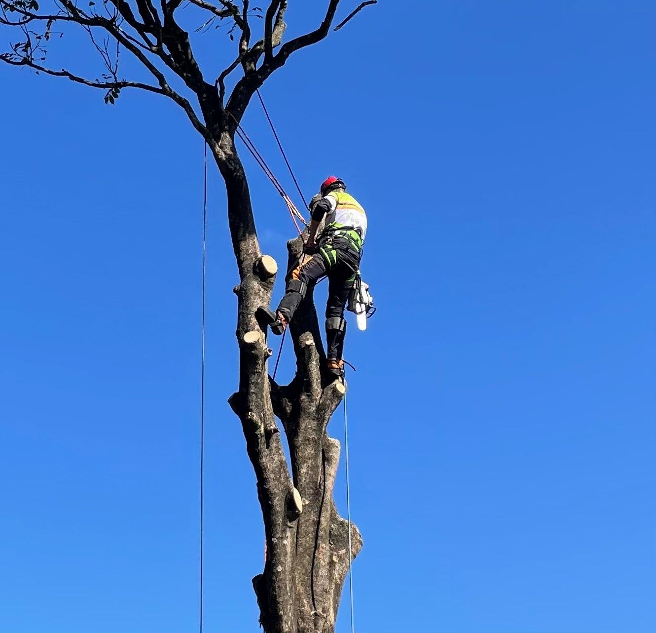 Tree Lopping Brisbane (07) 3910 3436 Treepeeps