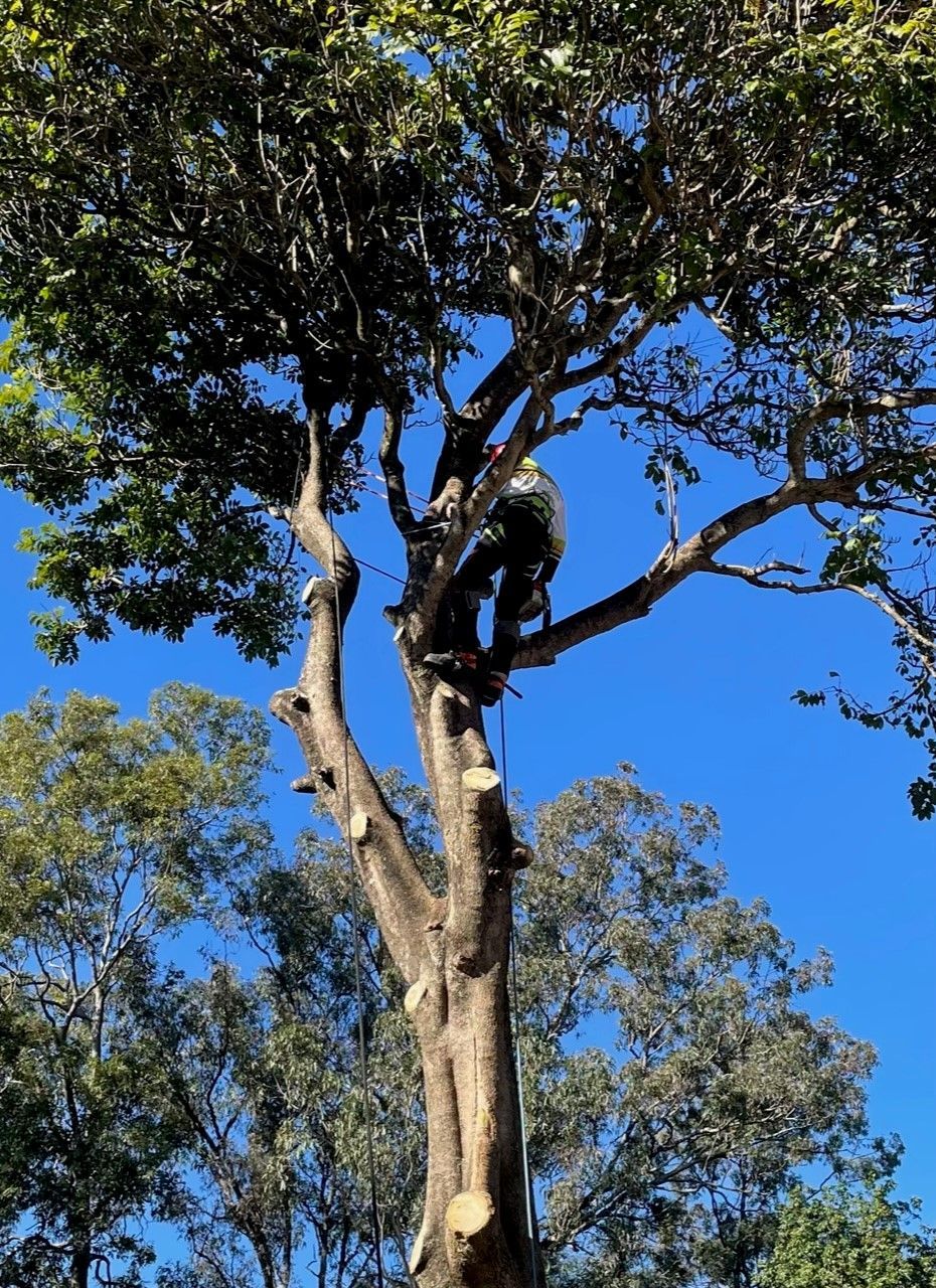 Tree Lopping Gold Coast (07) 3910 3436 Free Quotes Emergency Arborist