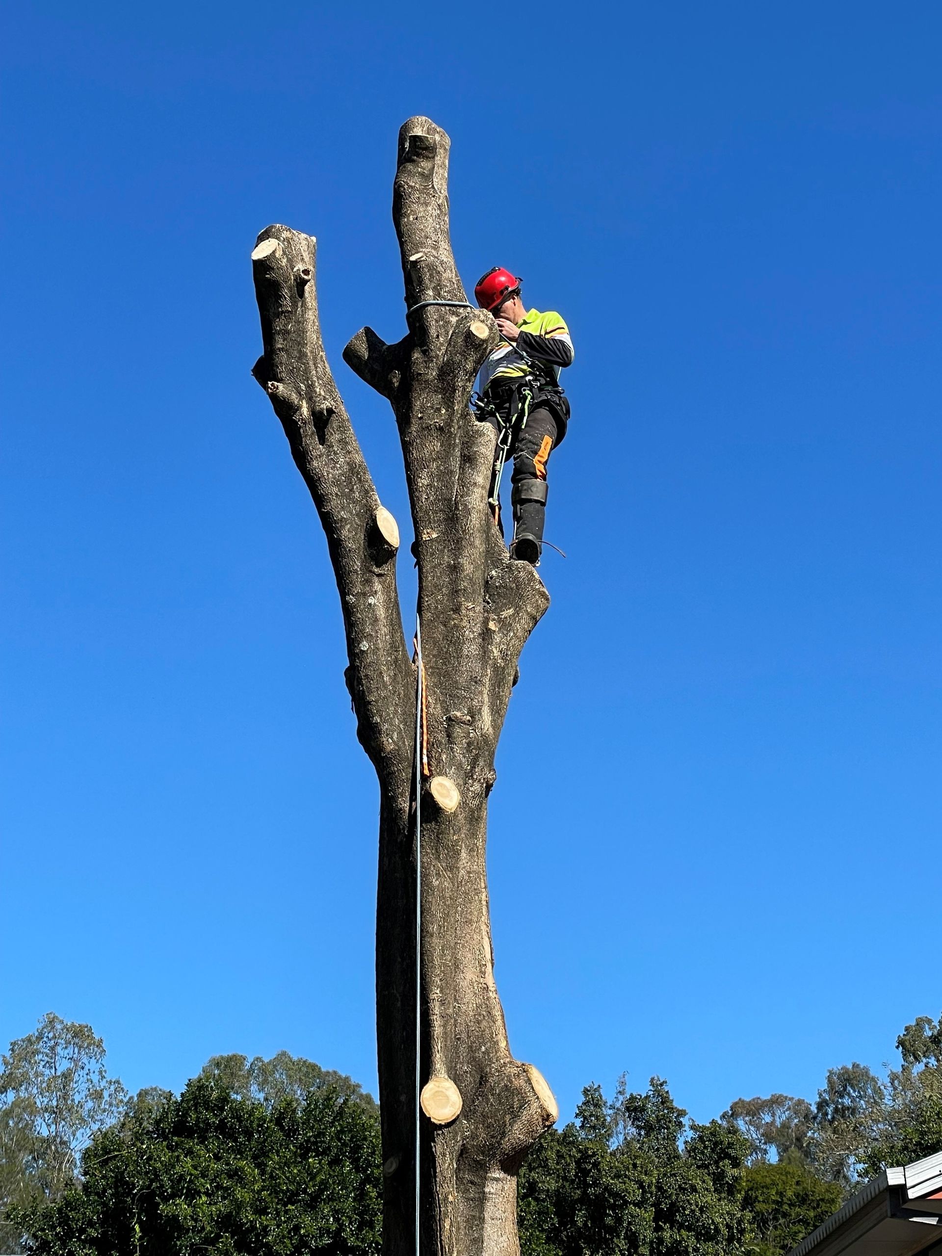 tree loppers brisbane