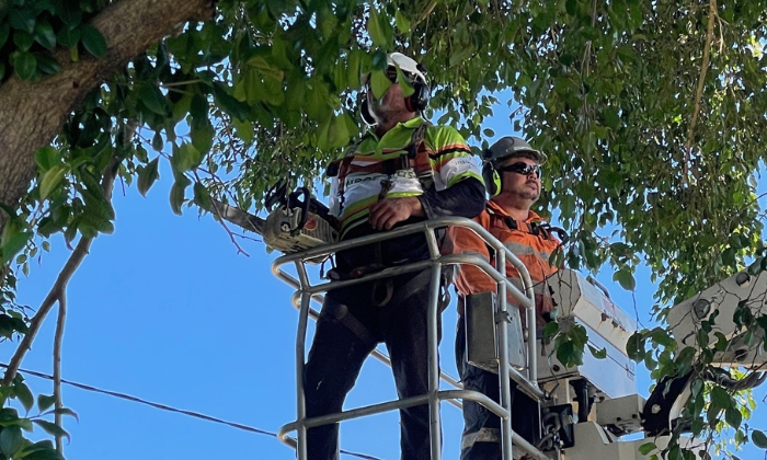 Tree Lopping Logan City
