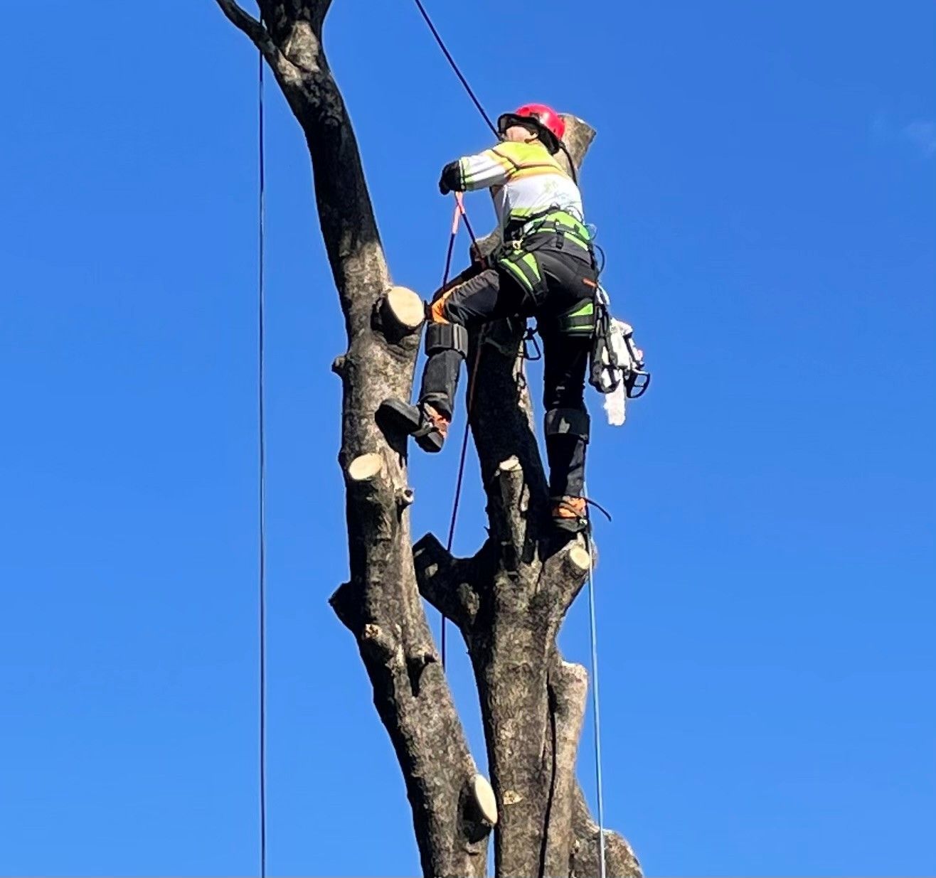 tree lopping services brisbane