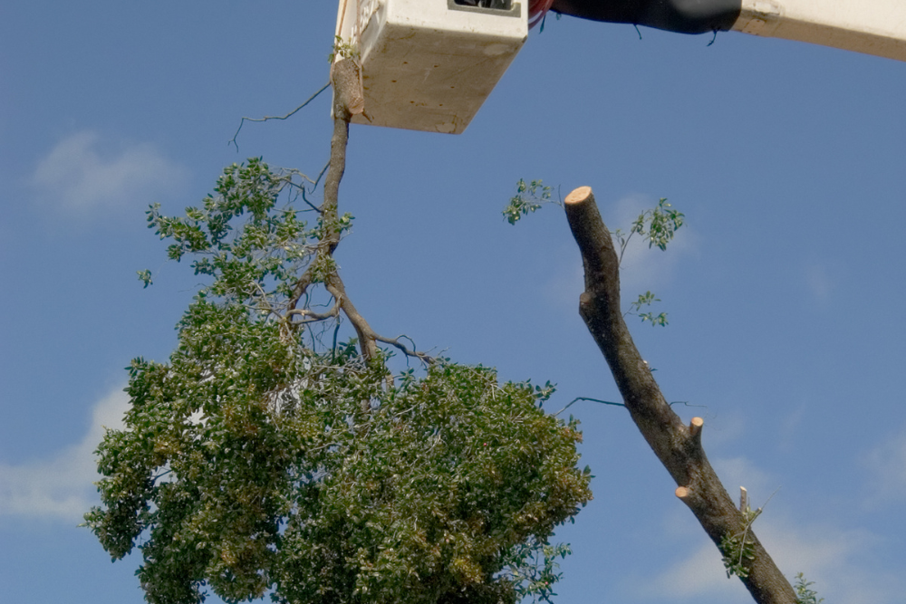 tree lopping sydney