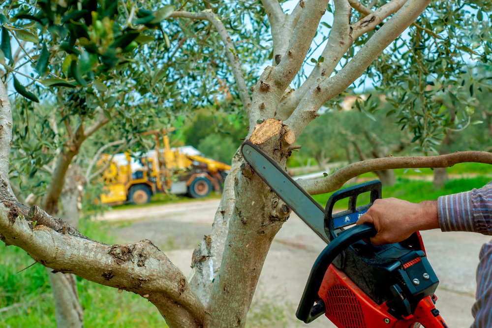 tree pruning Sydney