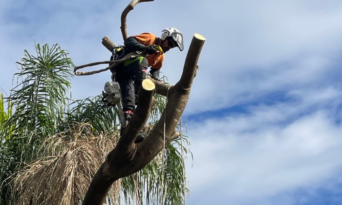 Tree Removal