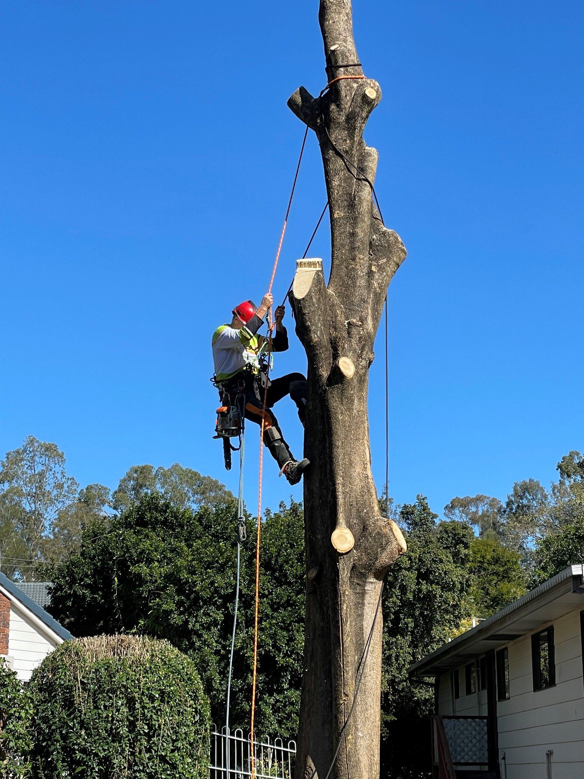 Tree-lopper-brisbane