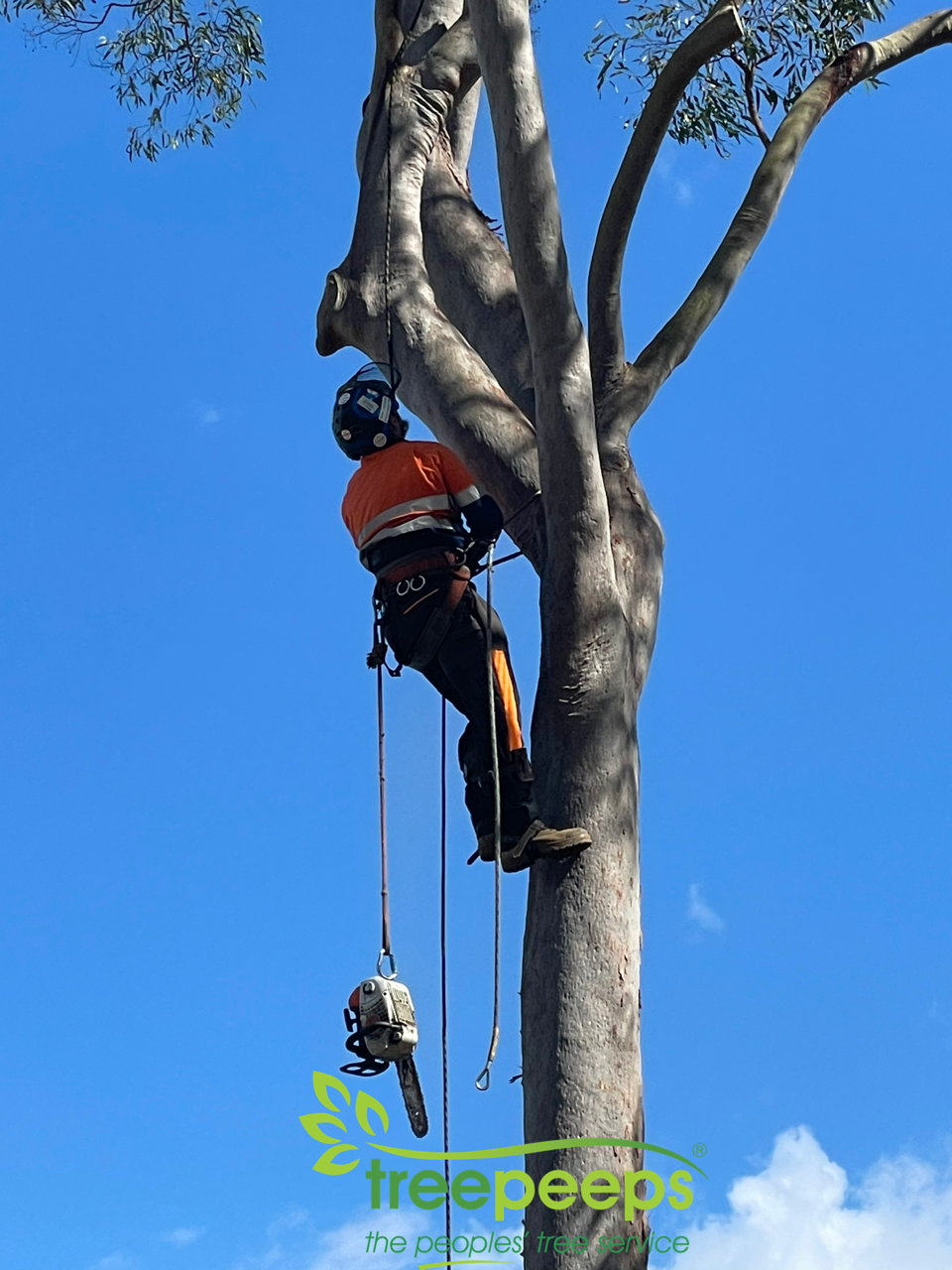 Tree Lopping Services Brisbane