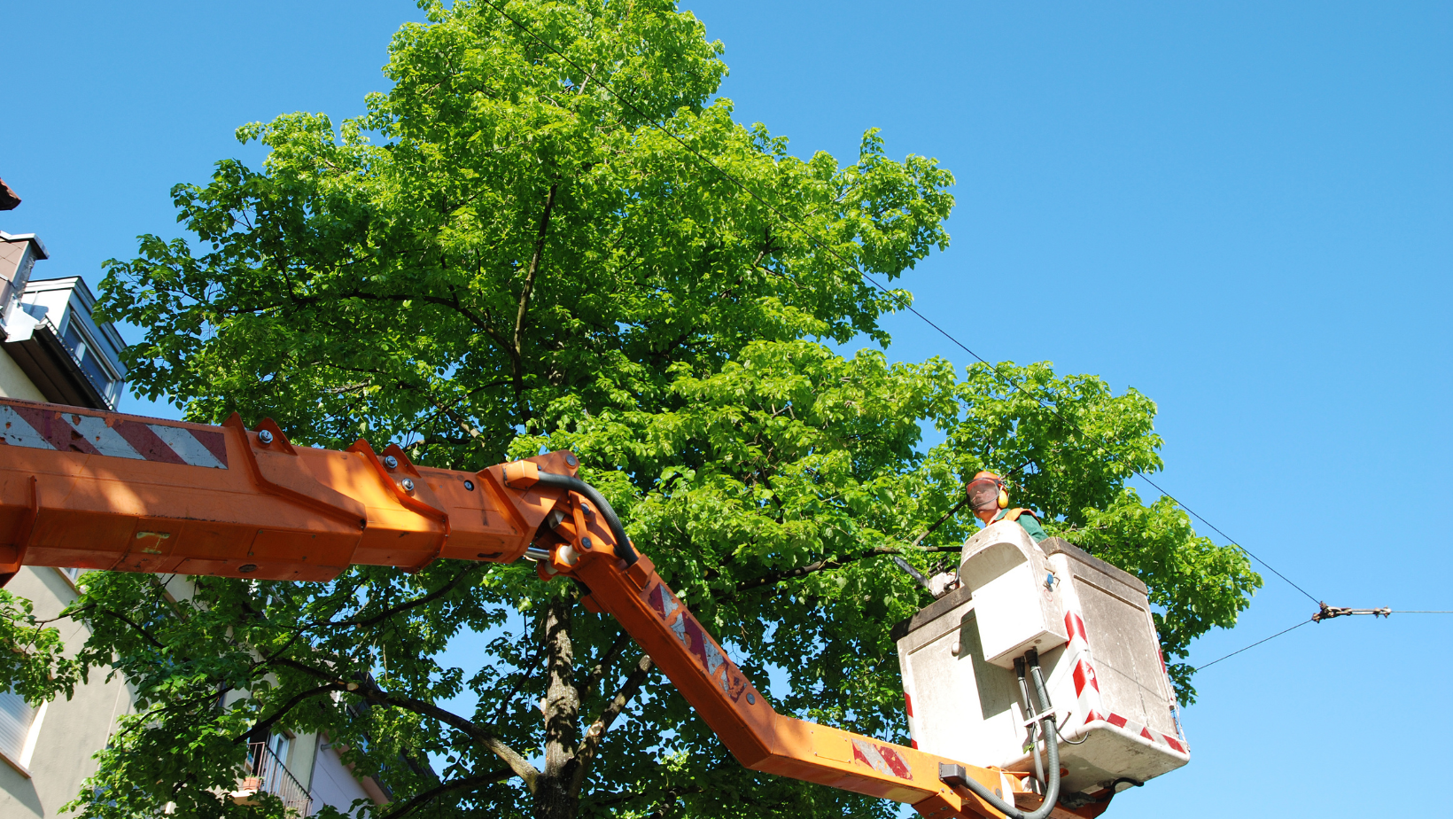 Tree Trimming Brisbane