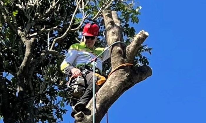 Tree Removal balmoral
