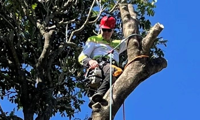 local arborist
