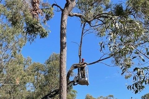 Tree Removal Redland Bay