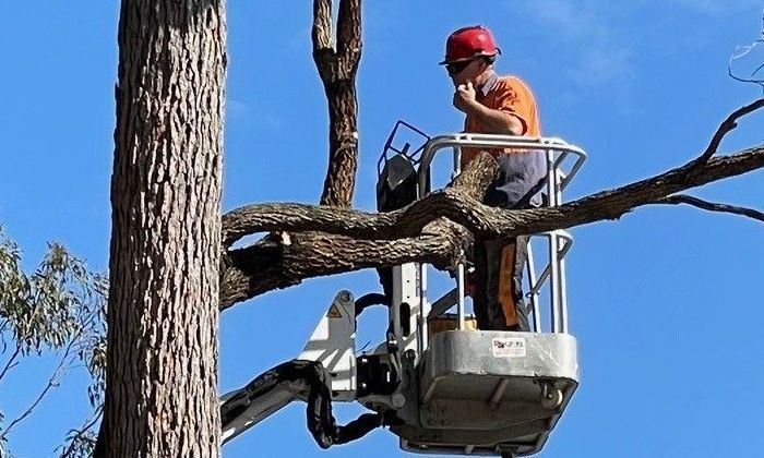 tree services algester