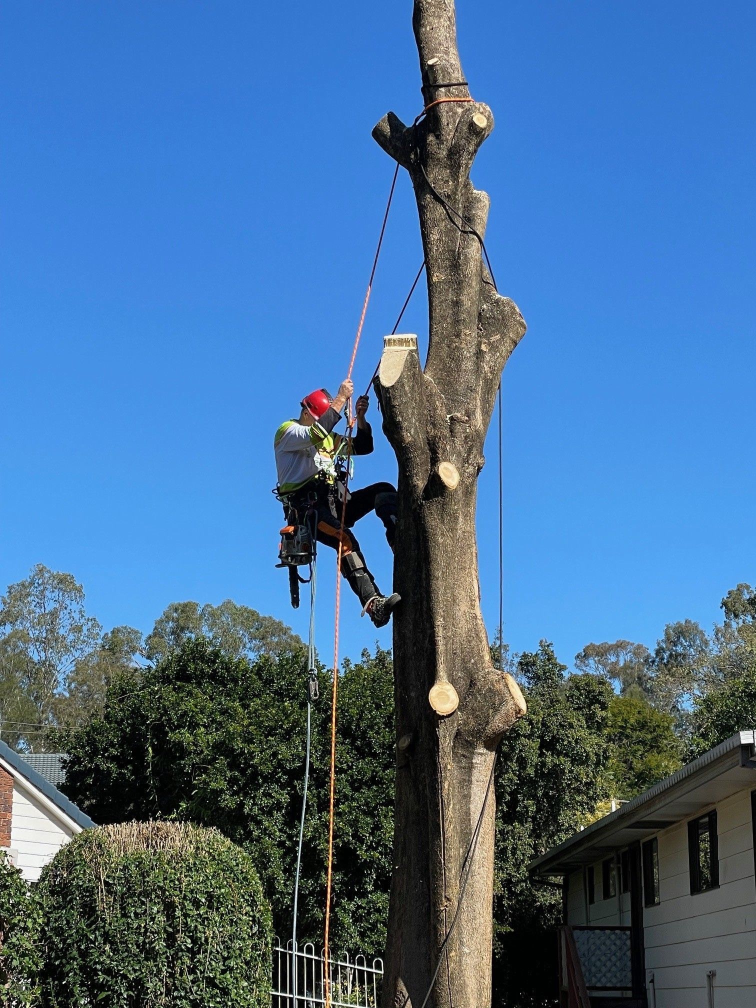 tree loppers brisbane