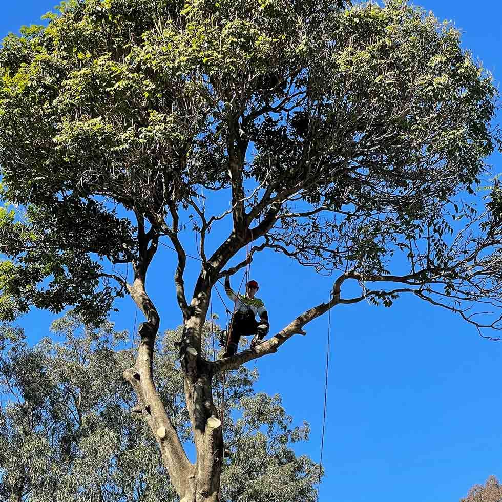 Tree Shaping